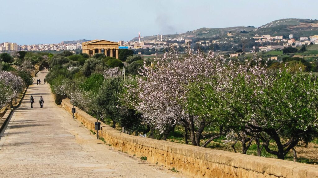 Mandelblüte im Tal der Tempel bei Agrigent in Sizilien im Frühling.